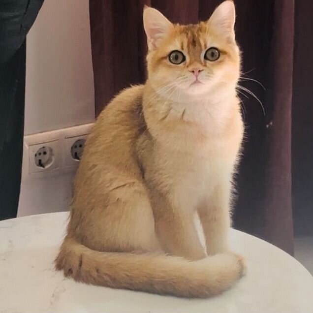 Британский короткошёрстный котёнок