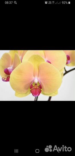 Орхидея фаленопсис детка