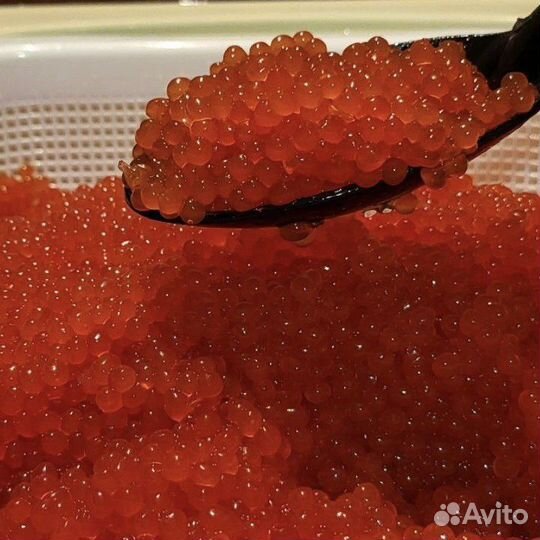 Икра рыб лососевых пород