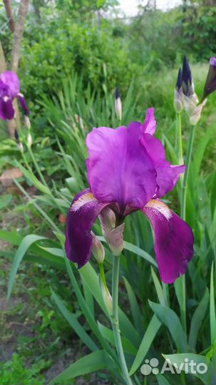 Ирис