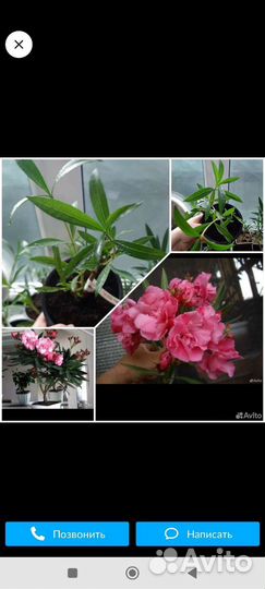 Укорененные черенки олеандра розового, махрового