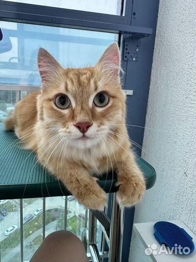 Груминг кошек и собак