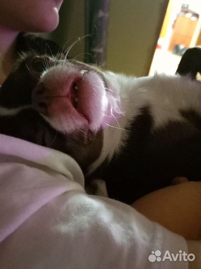 Отдам в добрые руки, когда-то любимую игрушку сына