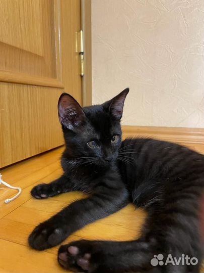 Спасите Малютку В добрые руки