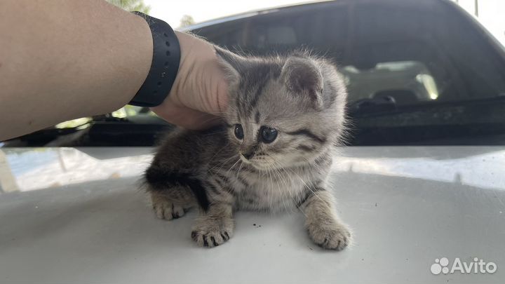 Котята бесплатно