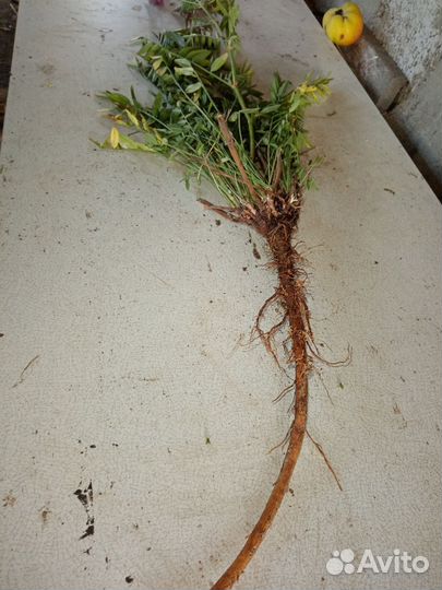 Корень эспарцет