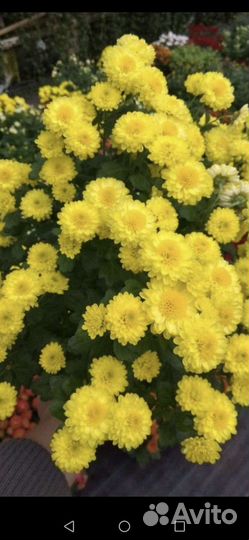 Детки сортовых фиалок