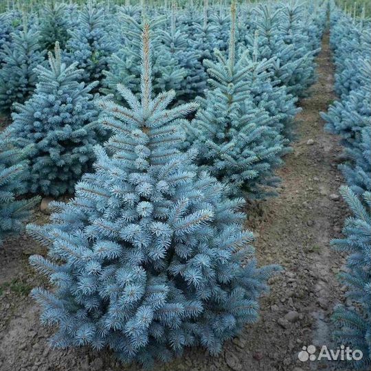 Ель голубая Супер блю сидлинг