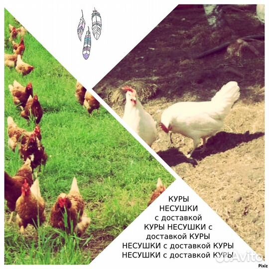 Несушка В адрес