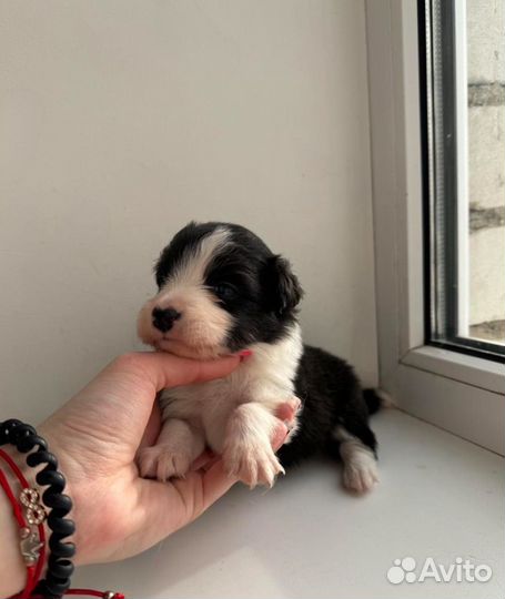 Бордер колли щенки