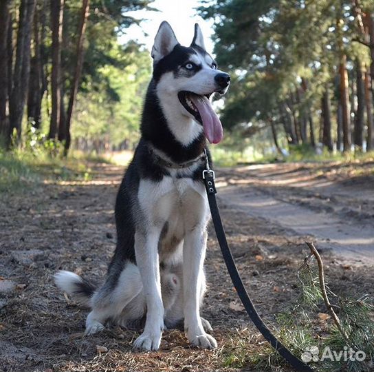 Хаски для вязки