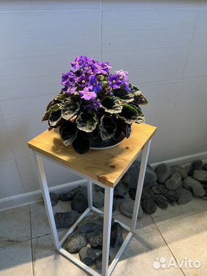 Фиалка, растение, цветы комнатные