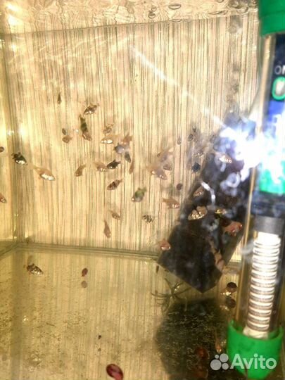 Рыбка и растения в аквариум