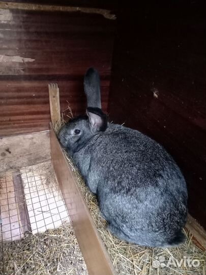 Кролики мясных пород