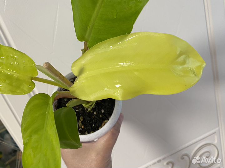 Филодендрон Malay Gold