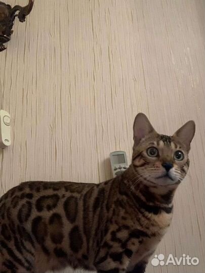 Ветеринарный врач на дом (кошки и собаки)