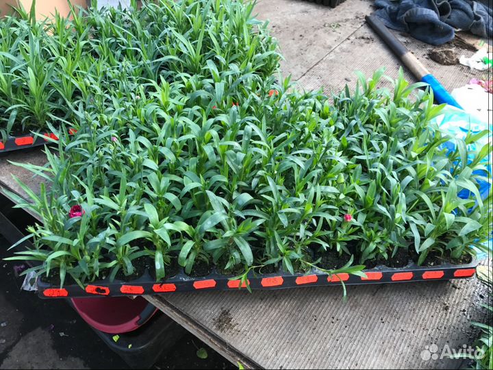 Гвоздика низкорослая,черенки