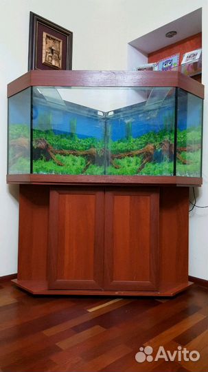Угловой аквариум на 500 литров с тумбой