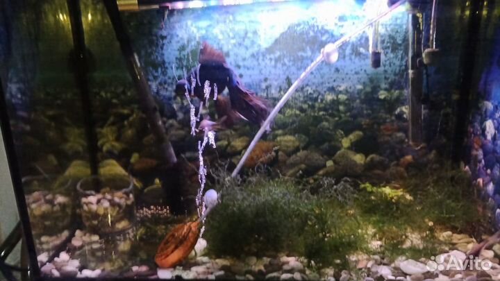 Аквариум 80 литров с оборудованием