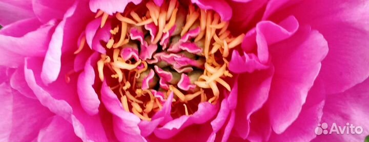 Пион корень фешенебельный Belle Toulousaine