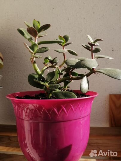 Крассула толстянка(денежное дерево)