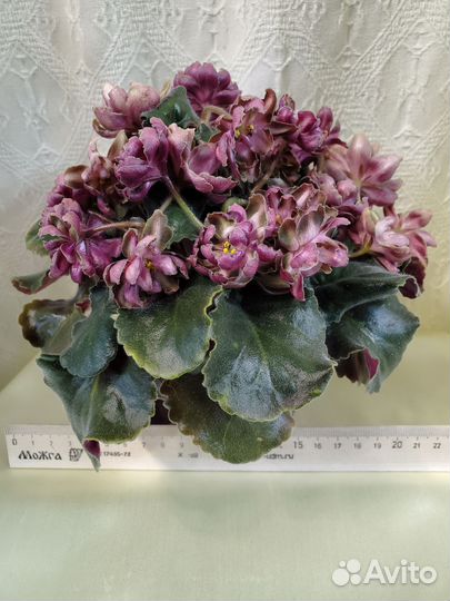 Гибискус Byron Metts