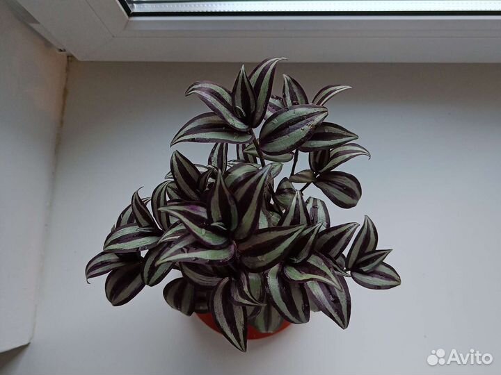 Традесканция зебрина