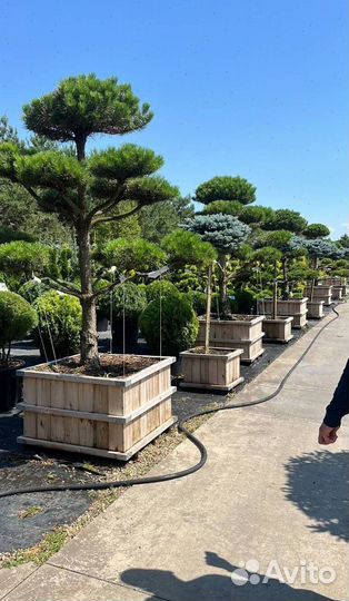 Можжевельник Блю Эрроу