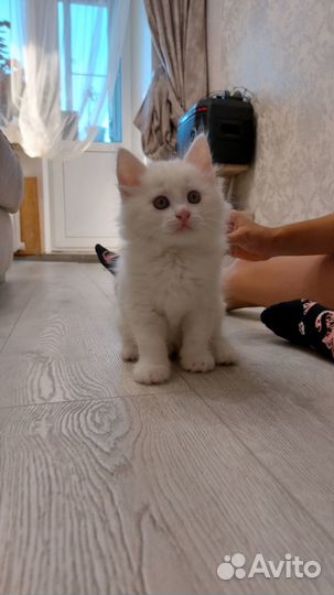 Отдам котят