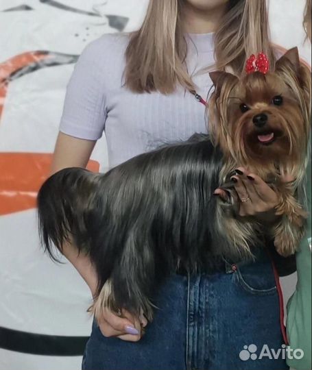 Йоркширский терьер щенки