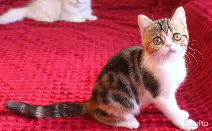 Девочка милашка