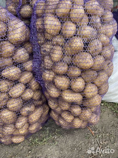 Продам картофель. Сорт Гала