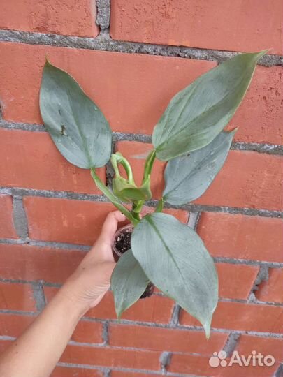 Филодендроны