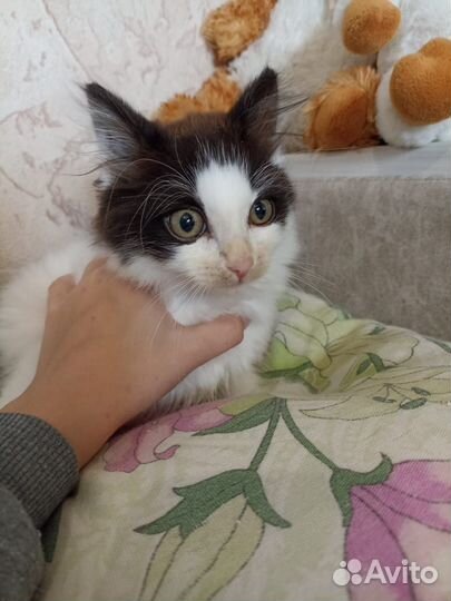 Котята в дар