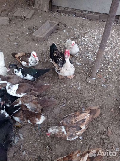 Мускусные утки