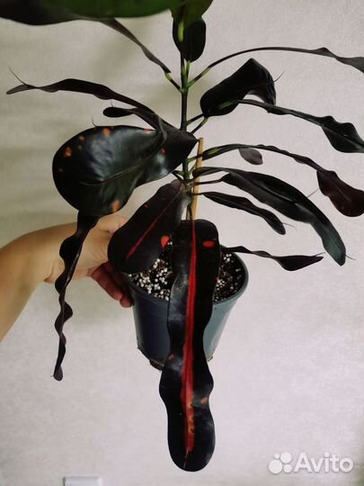 Кротон 3 вида