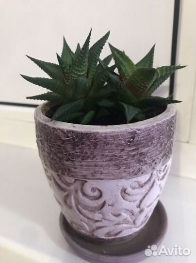 Сукулент Хавортия Лимифолия