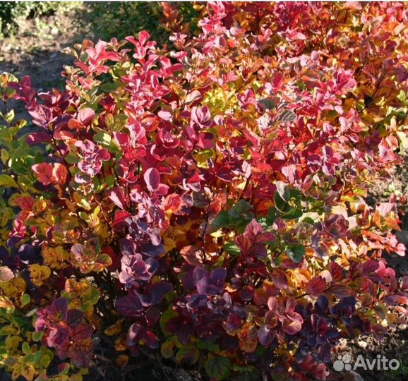 Спирея березолистная 