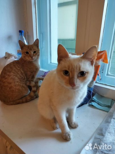 Отдам в добрые руки