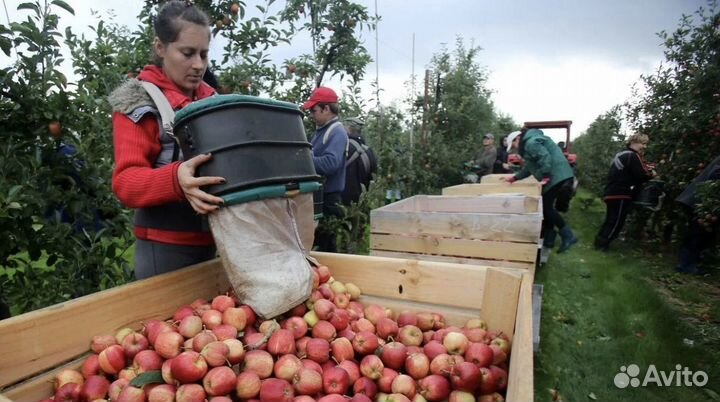 Сборщик яблок