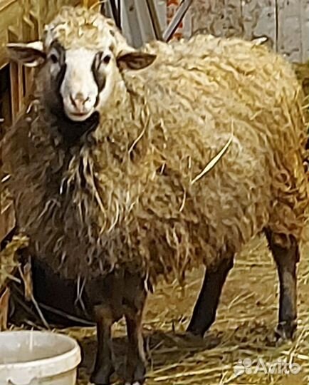 Козел и овцы