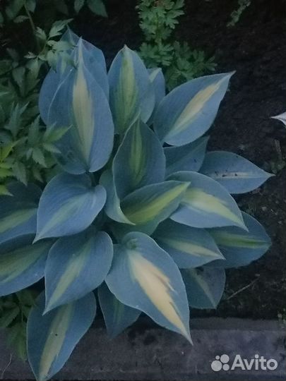 Хосты (разные сорта)