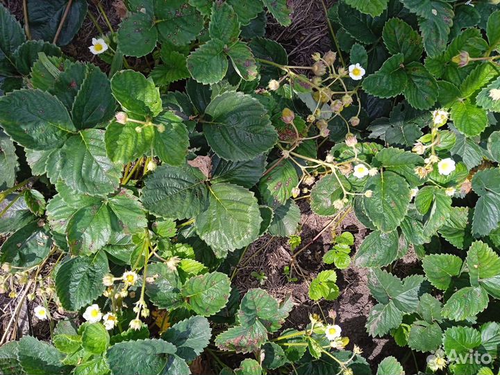 Рассада клубники ремонтантной - лесная земляника