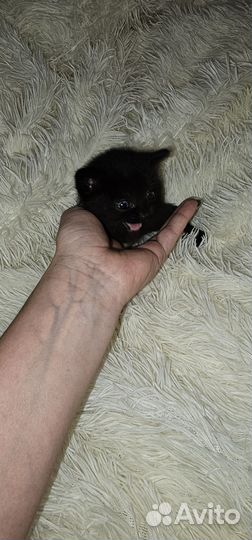 Котята в добрые руки бесплатно