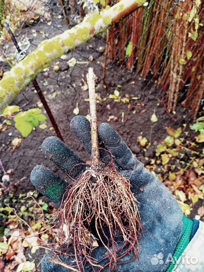 Сеянец калины Бульденеж