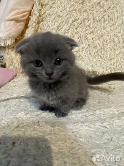 Британский вислоухий