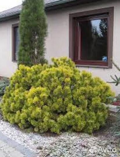 Сосна горная Винтер Голд