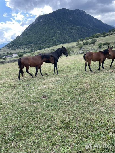 Карачаевские кобылки