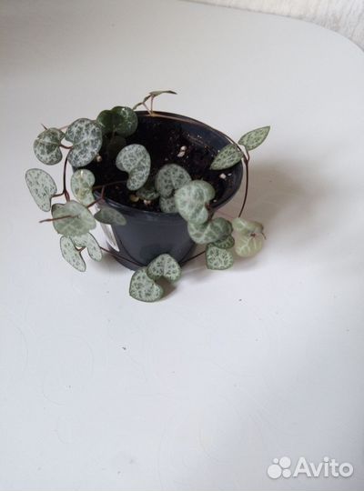 Церопегия Вуда вариегатная, обычная. Суккуленты