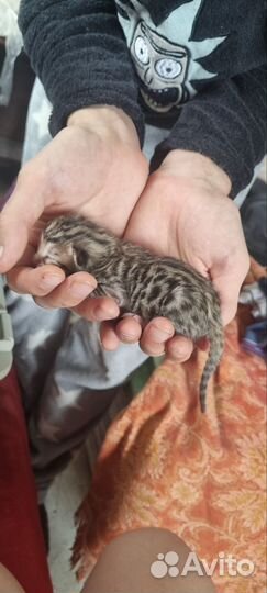Бенгальский метис котята